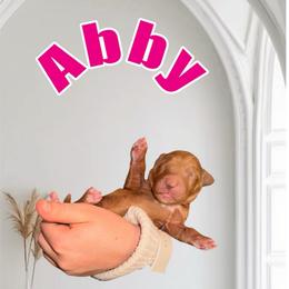 Abby - Apricot female Goldendoodle puppy in Valdosta, Georgia from Designer Doodles of South GA