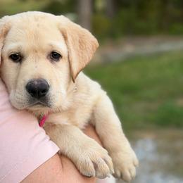 Marigold - Yellow female Labrador Retriever puppy in Archer Lodge, North Carolina from Archer Lodge Labradors
