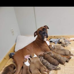 Boxer Puppies from Truax Farms