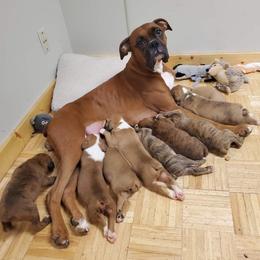Boxer Puppies from Truax Farms