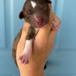 Tri Color boy - Red tri-color male Aussiedoodle puppy in Spring Hill, Florida from Pawprint Dreams Boarding and Kennel