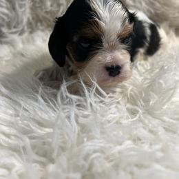 Maggie - Tri-color female Cavalier King Charles Spaniel puppy in Pearl River, New York from Cooltomin Cavaliers