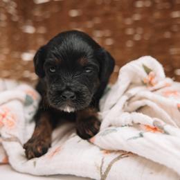 Gray Girl - Black and tan female Cavapoo puppy in Mckinney, Texas from Doodles of North Tx