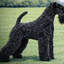 Brynlee - Kerry Blue Terrier
