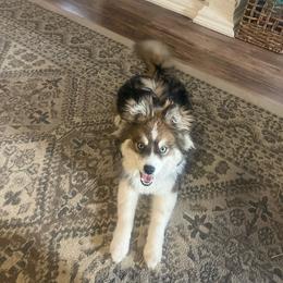 Rocket - Pomsky