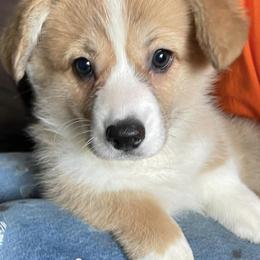 Pembroke Welsh Corgis from Capay Corgis