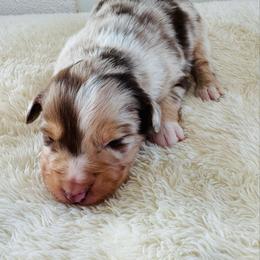 Cupid - Red merle male Australian Shepherd puppy in Zwingle, Iowa from Homestead Aussies & Doodles