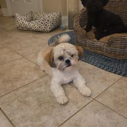 Sage AKC Champion Bloodline - Red and white female Shih Tzu puppy in Kings Mountain, North Carolina from Britany's Shih Tzus