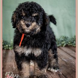 Tater - Tri-color male Bernedoodle puppy in Connersville, Indiana from Deaz Doodle Ranch