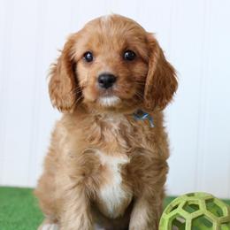 Thyme - Red male Cavapoo puppy in Springtown, Texas from North Texas Puppies