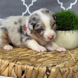 Sylvia - Blue merle female Miniature American Shepherd puppy in Clinton, Missouri from Mockingbirds American Minis