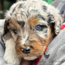 Aussiedoodle and Sarplaninac Puppies from Pesky Redneck Mini Ranch