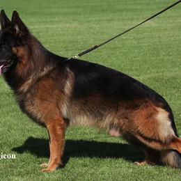 German Shepherd Puppies from Von Rechtschaffenheit School of Dog Training