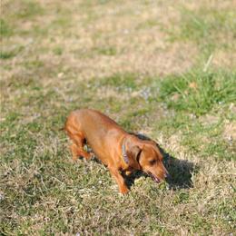 Dachshund puppies from Adney Acres Dauchshunds