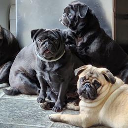 Pug puppies from Palatial Pugs LLC