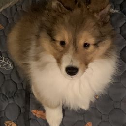 Shetland Sheepdog Puppies from Sei Bella Shelties