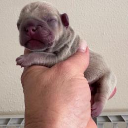 Serene - Blue fawn female French Bulldog puppy in Renton, Washington from Laurel Canyon Kennels