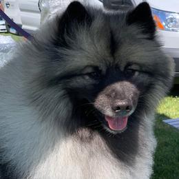 Keeshond All Grown Up from Enchanted Keeshond