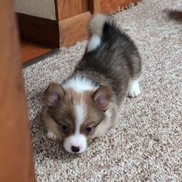 Jinshi (Tan Collar) - Red male Pembroke Welsh Corgi puppy in Stoystown, Pennsylvania from Willow Grove Corgis
