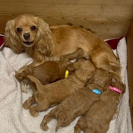 Cavapoos from Creekwood Miniature Cavapoos