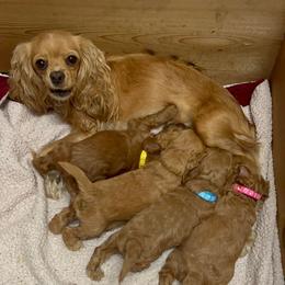 Cavapoos from Creekwood Miniature Cavapoos