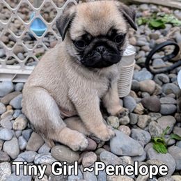 Penelope - Fawn female Pug puppy in Vernon, New York from Cydney & Co Pugs