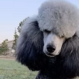 Poodles from Fuzzybottoms Ranch LLC