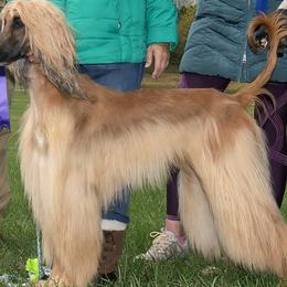Rosie - Afghan Hound