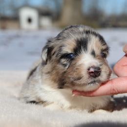 Kuromi-2500 - Blue merle female Australian Shepherd puppy in Star City, Arkansas from Circle P Farm Australian Shepherds