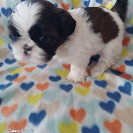 Shih Tzu Puppies from N.F.S.T Imperial ShihTzu Puppies.