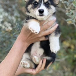 Pembroke Welsh Corgi Puppies from Mendoza Welsh Corgi’s