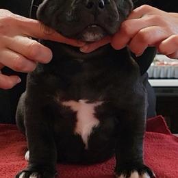Boy 2 - Black American Bully puppy in Chesterfield, Virginia from Kilo Company American Bullies