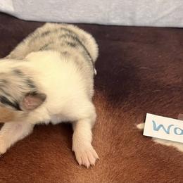 Collie Puppies from A/K Rough Collies