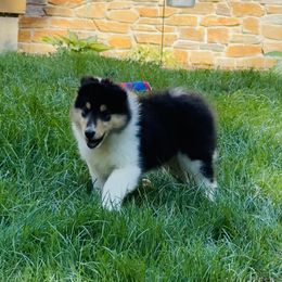 Logan - Black white and tan male Collie puppy in Allendale, Michigan from River-Valley Collies
