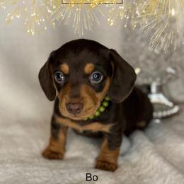 Bo - Chocolate and tan male Dachshund puppy in Lexington, Oklahoma from BooneDox Miniature Dachshunds