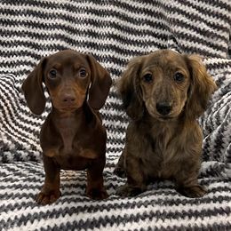 Dachshunds from JW Kennels
