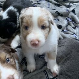Australian Shepherd Puppies from Sunshine State Australian Shepherds