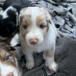 Australian Shepherd Puppies from Sunshine State Australian Shepherds