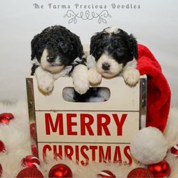 Sheepadoodle Puppies from The Farms Precious Doodles