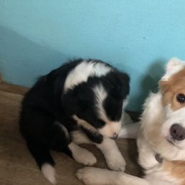 Border Collie Puppies from Cahill’s Canines