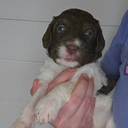 Purple collar - Brown and white female Bernedoodle puppy in Mckenzie, Tennessee from Small Town Doodles & Poodles