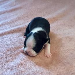 Sapphire Girl 5 - Black and white female Boston Terrier puppy in Brookville, Ohio from Best Friend Bostons