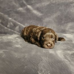 Luke - Brown male Cockapoo puppy in Missouri from KDK Missouri Miniature Poodles