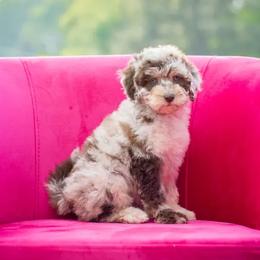 Aussiedoodle puppies from Dani's Dandy Doodles