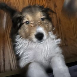 Collies from Kimberly Robillard