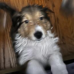 Collies from Kimberly Robillard