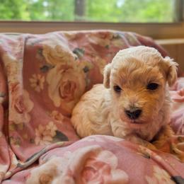 Clover - White female Maltipoo puppy in Rainbow City, Alabama from Southland Farm Kennels