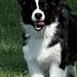 Australian Shepherd Puppies from Imagine Australian Shepherds