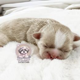 Girl 1 - female Shih Tzu puppy in Jacksonville, Florida from Shih Tzus of Jacksonville