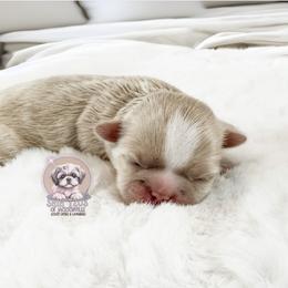 Girl 1 - female Shih Tzu puppy in Jacksonville, Florida from Shih Tzus of Jacksonville